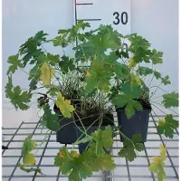 GRDplanten 6 x Geranium versicolor - Cranesbill - Vaso 9 x 9 cm
