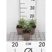 GRDplanten 6 x Lavandula int. 'Alba' - Lavanda - vaso 9 x 9 cm