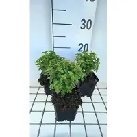 GRDplanten 6 x Fuchsia hybr. 'Tom Thumb' - Fucsia - vaso 9 x 9 cm