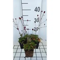 GRDplanten 6 x Sanguisorba officinalis - Pimpinelle - vaso 9 x 9 cm