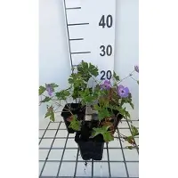 GRDplanten 6 x Geranio da parete. 'Silvia's Surprise' - Cranesbill- vaso 9 x 9 cm