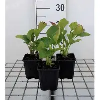 GRDplanten 6 x Rudbeckia occ. 'Green Wizard' - fiore di conifera - vaso 9 x 9 cm