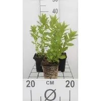 GRDplanten 6 x Campanula lact. 'Loddon Anna' - Menta di montagna - vaso 9 x 9 cm