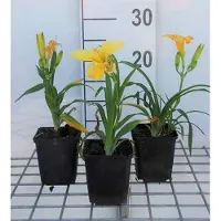 GRDplanten 6 x Hemerocallis hybr. 'Happy Returns' - daylily - vaso 9 x 9 cm