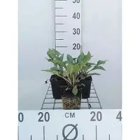 GRDplanten 6 x Echinacea purp. 'J.s.roho' - fiore di conifera - vaso 9 x 9 cm