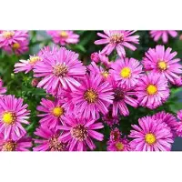 GRDplanten 6 x Aster dum. jenny' - Astro autunnale - Vaso 9 x 9 cm