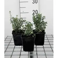 GRDplanten 6 x Teucrium lucidrys - Gamander - Vaso 9 x 9 cm
