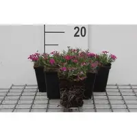 GRDplanten 6 x Phlox (d) 'Crackerjack' - fiore di fiamma - vaso 9 x 9 cm