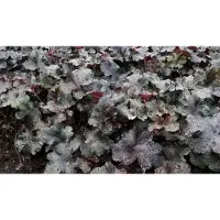 GRDplanten 6 x Heuchera hybr. 'Black Pearl' - campanula viola - vaso 9 x 9 cm