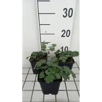 GRDplanten 6 x Geranio sang. 'Apple Blossom' - Cranesbill - vaso 9 x 9 cm