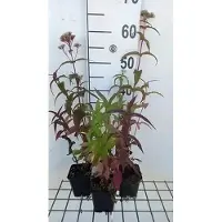 GRDplanten 6 x Eupatorium perfoliatum - Margherita d'acqua - vaso 9 x 9 cm