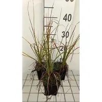 GRDplanten 6 x Kniphofia hybr. 'Nancy Red' - Giglio delle torce - vaso 9 x 9 cm
