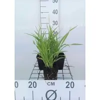 GRDplanten 6 x Hemerocallis hybr. 'Lemon Bells' - taglily - Topf 9 x 9 cm