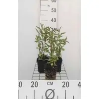 GRDplanten 6 x Salvia uliginosa 'African Skies' - Muschio stellare - Vaso 9 x 9 cm