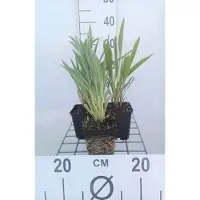 GRDplanten 6 x Echinacea pallida - Cavolfiore - vaso 9 x 9 cm