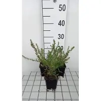 GRDplanten 6 x Aster eric. 'Snow fir' - Aster autunnale - vaso 9 x 9 cm
