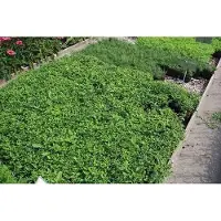 GRDplanten 6 x Aster div. 'Tradescant' - Aster - Vaso 9 x 9 cm