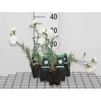 GRDplanten 6 x Dianthus (p) 'Haytor White' - Garofano - Vaso 9 x 9 cm