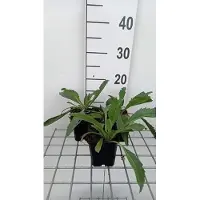 GRDplanten 6 x Leucanthemum (m) 'Wirral Supreme' - Marguerite - vaso 9 x 9 cm