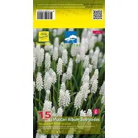 GRDplanten 6 x Muscari botryoides 'Album' - Muscari - vaso 9 x 9 cm