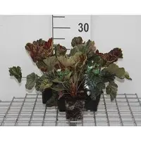 GRDplanten 6 x Heuchera hybr. 'Beauty Colour' - Campane viola - vaso 9 x 9 cm