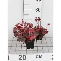 GRDplanten 6 x Heuchera hybr. 'Autumn Leaves' - Campane viola - vaso 9 x 9 cm