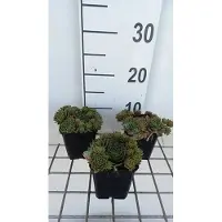 GRDplanten 6 x Sempervivum hybr. 'Othello' - radice domestica - vaso 9 x 9 cm