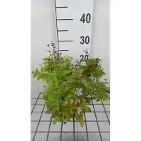 GRDplanten 6 x Campanula lact. 'Senior' - Menta di montagna - vaso 9 x 9 cm