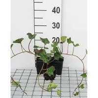 GRDplanten 12 x Hedera hibernica - Edera irlandese - Vaso 9 cm x 9 cm