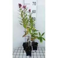 GRDplanten 6 x Phlox (p) 'Windsor' - Fiore di fiamma - Vaso 9 x 9 cm