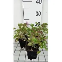 GRDplanten 6 x Lamium mac. 'Roseum' (carneum) - Ortica morta - Vaso 9 x 9 cm
