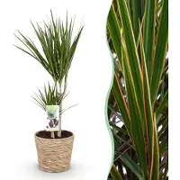 Pflanzenboutique Dracaena Marginata - Albero del drago - A bassa manutenzione - con cesto - Verde - 70-80cm - Ø17cm - Pianta d'appartamento - Sempreverde
