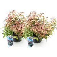 Green Boutiq GreenboutiQ - Pianta da giardino - Leucothoe Makijaz - Colore marrone - 2 piante - Sempreverde - Richiede poca manutenzione - Vaso di 17 cm di altezza, pianta alta 35-45 cm