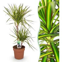 Pflanzenboutique Dracaena Sunray - Albero del drago - Bassa manutenzione - Verde - 90-100cm - Ø21cm - Pianta d'appartamento - Sempreverde