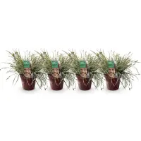 Green Boutiq - Erbe ornamentali - Carex oshimensis Everest - Bianco e verde - 4 piante - Sempreverde - Poca manutenzione - Vaso 17 cm Altezza 50 cm