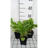 GRDplanten 6 x Primula bulleesiana ( moerheimii) - Primula a palla - vaso 9 x 9 cm