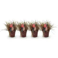 Green Boutiq GreenboutiQ - Erbe ornamentali - Uncinia rubra Everflame - Rosso - 4 piante - Sempreverde - Poca manutenzione - Vaso 17 cm Altezza 50 cm