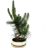 Exotenherz Bonsai - Pinus thunbergii - Pino nero giapponese - 19 anni circa
