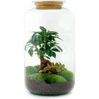 Oasis of Life Giardino in bottiglia Sven Bonsai - Kit fai da te per terrario - Ø43cm - Piante