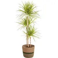 Oasis of Life Dracaena Marginata Sunray con vaso in vimini naturale - Altezza 130-150cm