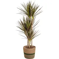 Oasis of Life Dracaena Marginata Magenta con cesto in vimini - Altezza 110-130cm - Ø21cm