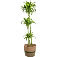 Oasis of Life Dracaena Deremensis Dorado con cesto in vimini - Altezza 120-140cm - Ø24cm
