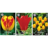 Sam van Schooten Set di bulbi da fiore olandesi di con 3 varietà, 30 pezzi - Tulipani Ranuncolo - Imperatore Rosso - Banja Luka
