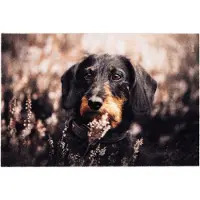 Tarres Zerbino 68700 Dog 60 X 40 Cm