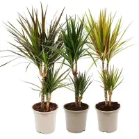 Exotenherz Set di 3 piante di Dracaena marginata, alte 17 cm, in vaso
