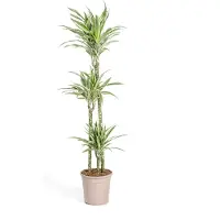 Exotenherz Dracena - Giglio di drago - Dracaena deremensis "White Stripe" - altezza: 130-150 cm