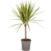 Exotenherz Dracaena marginata "Sunray" - Pianta del drago "Sunray" - Altezza: 60-80 cm