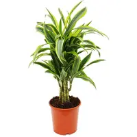 Exotenherz Dracena "Lemon Lime", varietà a crescita ramificata - altezza 21 cm