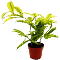 Exotenherz Dracaena surculosa "Mike" - 12 cm - verde con macchie gialle