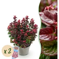 Green Boutiq GreenboutiQ - Pianta da giardino - Leucothoe Curly Red - Rosso - 2 piante - Sempreverde - Richiede poca manutenzione - Vaso da 17 cm, altezza 35-45 cm